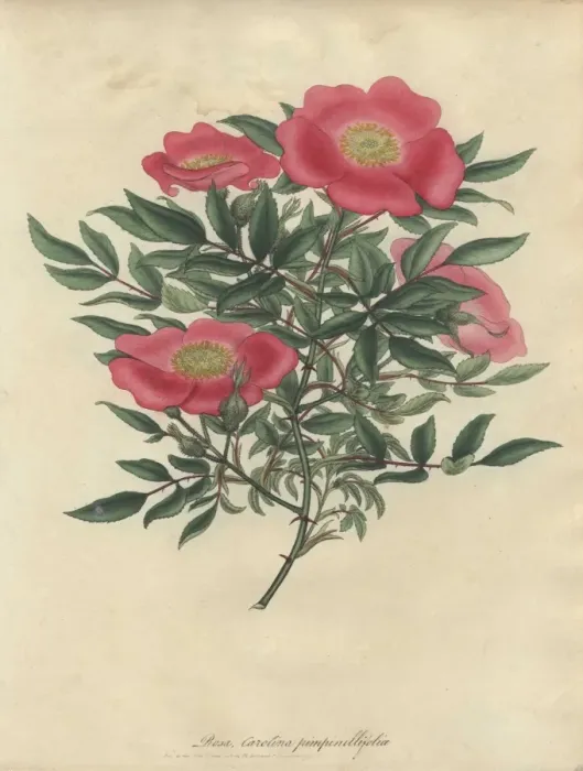 Framed Print : Pink rose, Rosa carolina var pimpinellifolia Framed Print : Pink rose, Rosa carolina var pimpinellifolia