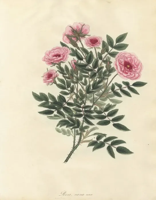 Framed Print : Pink rose, Rosa nana minor Framed Print : Pink rose, Rosa nana minor