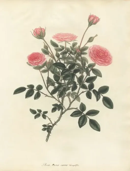 Framed Print : Pink rose, Rosa nana minor var aequaliflora Framed Print : Pink rose, Rosa nana minor var aequaliflora
