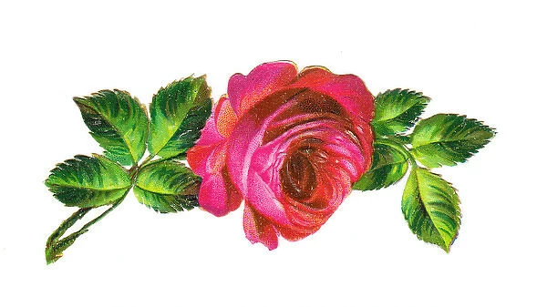 Pink rose on a Victorian scrap
