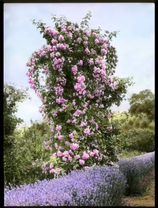 Framed Print : Pink rosebush with lavender Framed Print : Pink rosebush with lavender