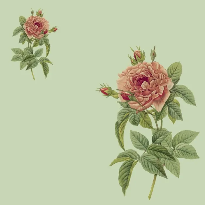 Framed Print : Two Pink Roses