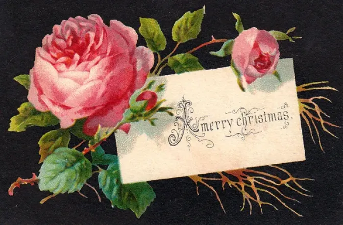 Framed Print : Pink roses on a Christmas card Framed Print : Pink roses on a Christmas card