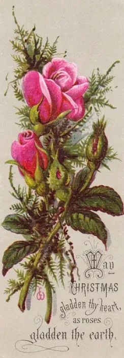 Framed Print : Pink roses on a Christmas card Framed Print : Pink roses on a Christmas card