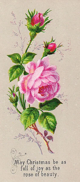 Pink roses on a Christmas card