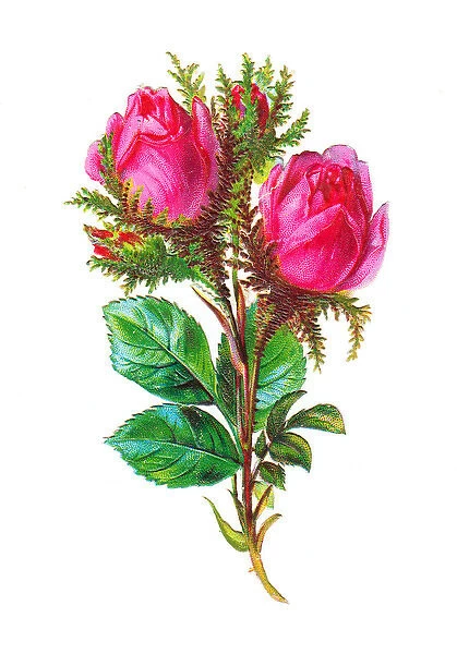 Pink roses on a Victorian scrap