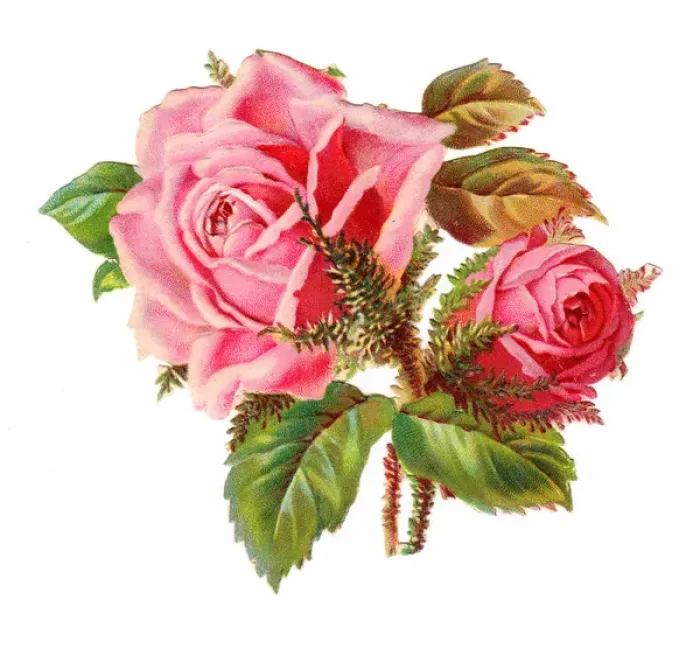 Framed Print : Pink roses on a Victorian scrap Framed Print : Pink roses on a Victorian scrap