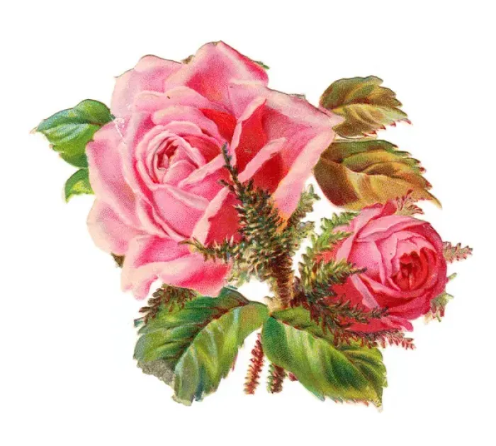 Framed Print : Pink roses on a Victorian scrap Framed Print : Pink roses on a Victorian scrap
