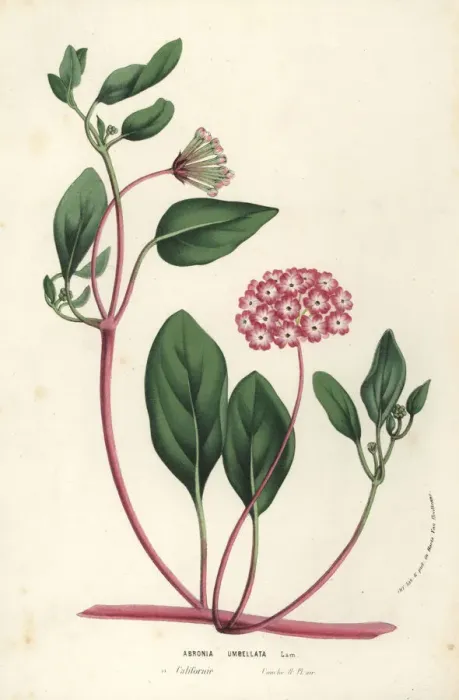 Framed Print : Pink sand verbena, Abronia umbellata Framed Print : Pink sand verbena, Abronia umbellata