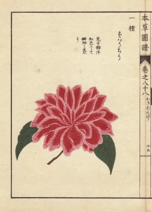 Framed Print : Pink and scarlet camellia, Oharichiri, Thea