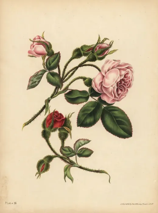 Framed Print : Pink and scarlet Moss Rose-Buds, Beauty, love, and poetry Framed Print : Pink and scarlet Moss Rose-Buds, Beauty, love, and poetry