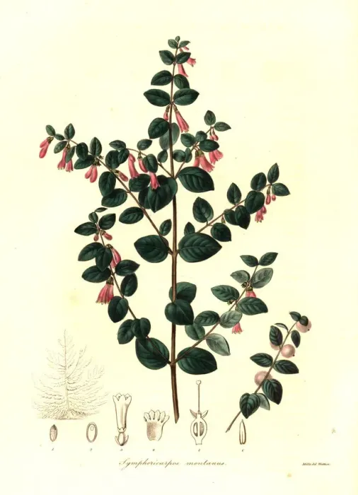 Framed Print : Pink snowberry, Symphoricarpos microphyllus Framed Print : Pink snowberry, Symphoricarpos microphyllus