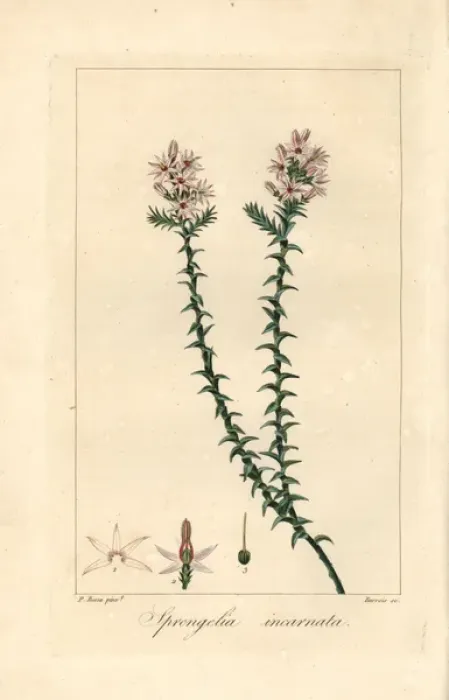 Framed Print : Pink swamp heath, Sprengelia incarnata Framed Print : Pink swamp heath, Sprengelia incarnata