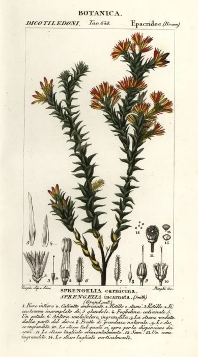 Framed Print : Pink swamp heath, Sprengelia incarnata Framed Print : Pink swamp heath, Sprengelia incarnata