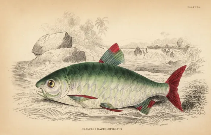 Framed Print : Pink-tailed chalceus, Chalceus macrolepidotus Framed Print : Pink-tailed chalceus, Chalceus macrolepidotus