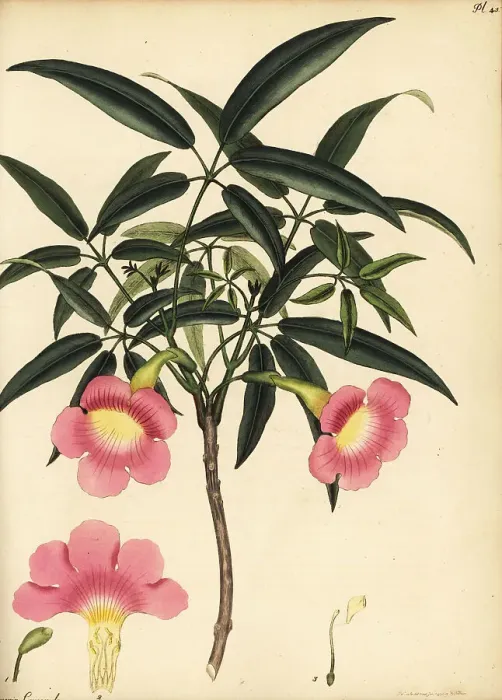 Framed Print : Pink trumpet tree, Tabebuia heterophylla Framed Print : Pink trumpet tree, Tabebuia heterophylla