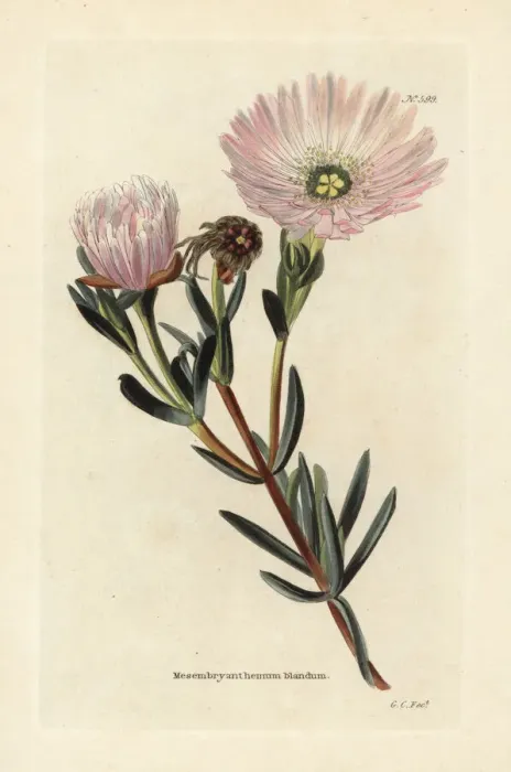 Framed Print : Pink vygie or ice plant, Lampranthus blandus Framed Print : Pink vygie or ice plant, Lampranthus blandus