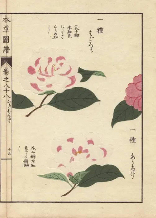 Framed Print : Pink and white camellias, Ariake and Hagoromo Framed Print : Pink and white camellias, Ariake and Hagoromo