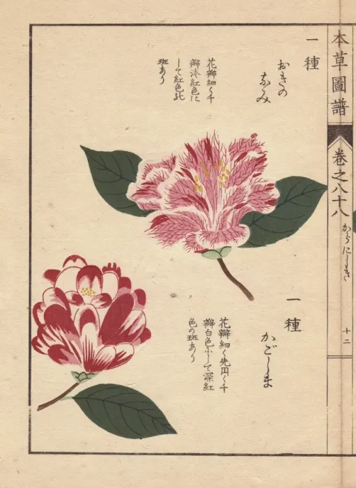 Framed Print : Pink and white camellias, Okinonami and Kagoshima Framed Print : Pink and white camellias, Okinonami and Kagoshima