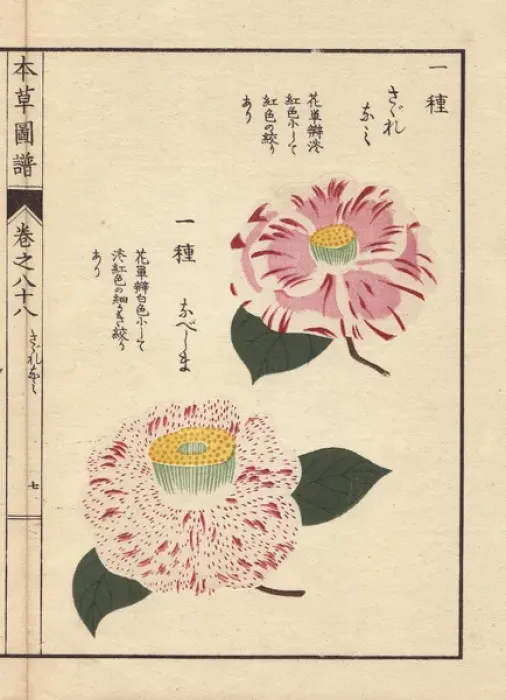 Framed Print : Pink and white camellias, Sagurenami and Nabeshima Framed Print : Pink and white camellias, Sagurenami and Nabeshima