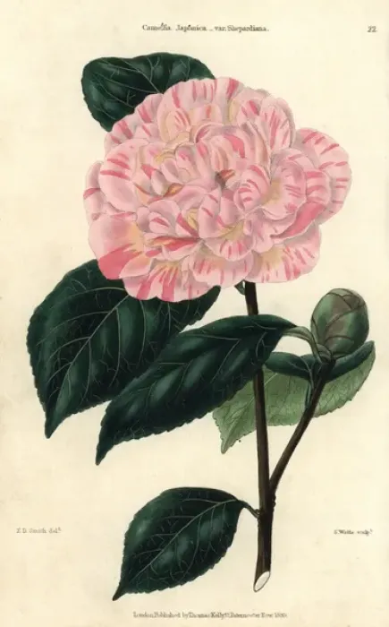 Framed Print : Pink and yellow flowered camellia, Camellia Framed Print : Pink and yellow flowered camellia, Camellia