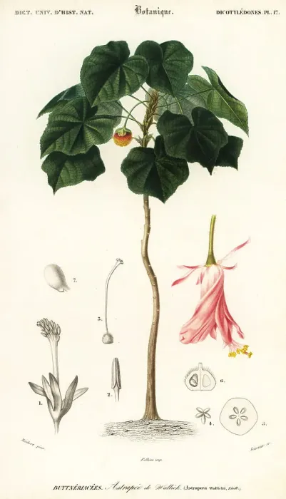 Framed Print : Pinkball, Dombeya wallichii Framed Print : Pinkball, Dombeya wallichii