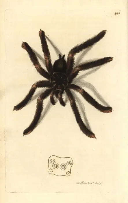 Framed Print : Pinktoe tarantula, Avicularia metallica Framed Print : Pinktoe tarantula, Avicularia metallica