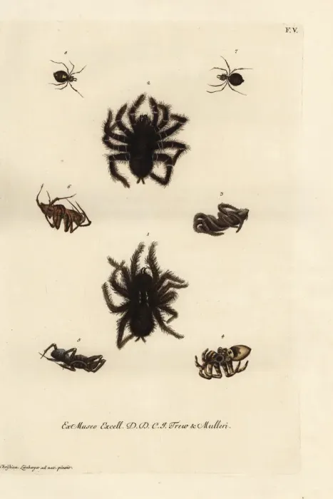 Framed Print : Pinktoe tarantula, tarantula wolf spiders Framed Print : Pinktoe tarantula, tarantula wolf spiders