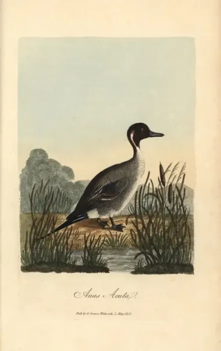 Framed Print : Pintail, Anas acuta Framed Print : Pintail, Anas acuta