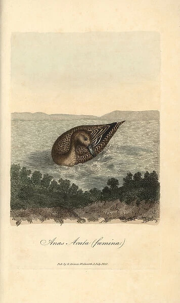 Pintail, Anas acuta (female)