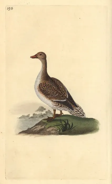 Framed Print : Pintail, Anas acuta, female Framed Print : Pintail, Anas acuta, female