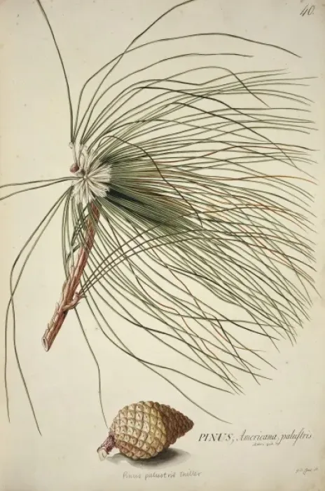 Framed Print : Pinus palustris Miller, long-leaf pine Framed Print : Pinus palustris Miller, long-leaf pine