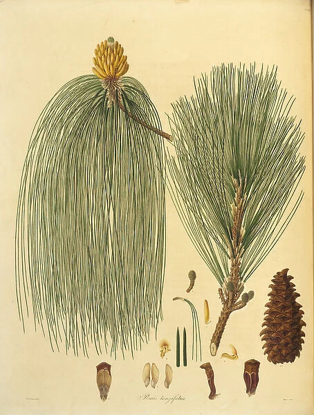Pinus roxsburghii, Chin pine