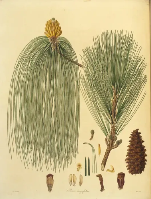 Framed Print : Pinus roxsburghii, Chin pine Framed Print : Pinus roxsburghii, Chin pine