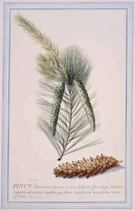 Framed Print : Pinus strobus L. Weymouth pine Framed Print : Pinus strobus L. Weymouth pine