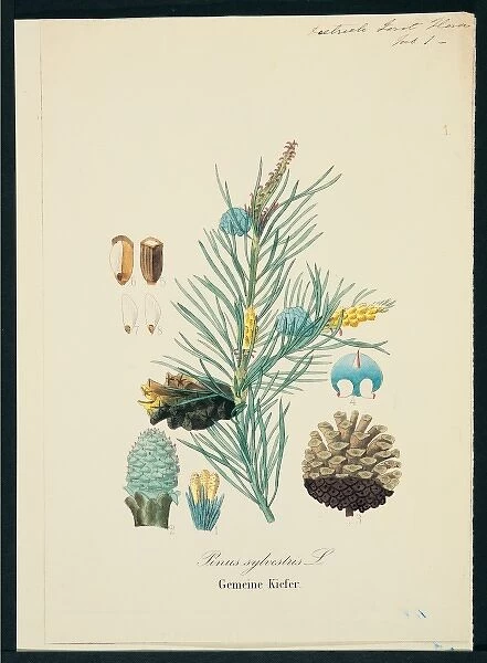 Pinus sylvestris, scots pine