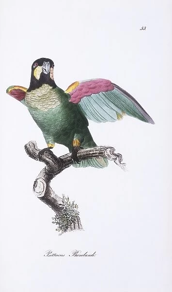 Pionopsitta barrabandi, orange-cheeked parrot