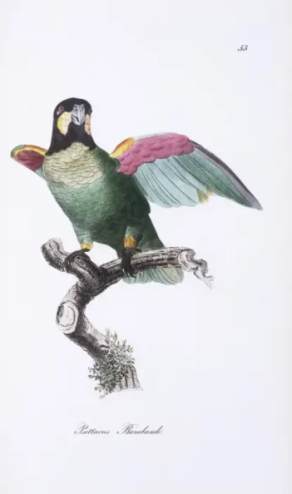 Framed Print : Pionopsitta barrabandi, orange-cheeked parrot Framed Print : Pionopsitta barrabandi, orange-cheeked parrot