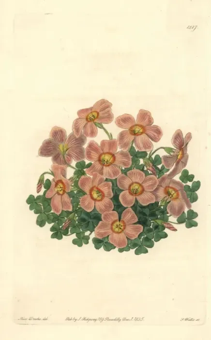 Framed Print : Piottas oxalis or woodsorrel, Oxalis piottae Framed Print : Piottas oxalis or woodsorrel, Oxalis piottae