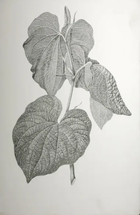 Framed Print : Piper methysticum, kava Framed Print : Piper methysticum, kava