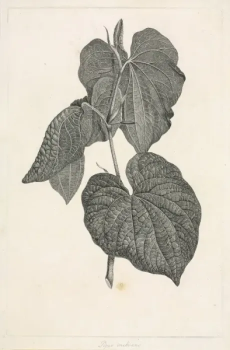 Framed Print : Piper methysticum, kava Framed Print : Piper methysticum, kava