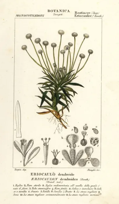 Framed Print : Pipewort, Paepalanthus dendroides Framed Print : Pipewort, Paepalanthus dendroides