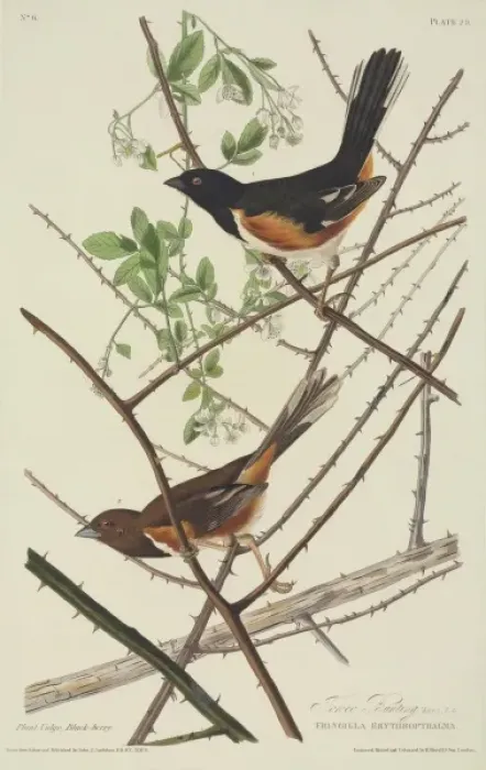 Framed Print : Pipilo erythropthalmus, eastern towhee Framed Print : Pipilo erythropthalmus, eastern towhee