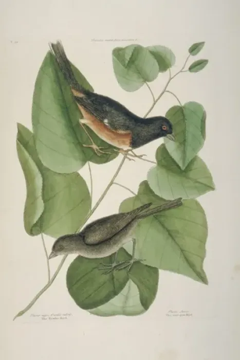 Framed Print : Pipilo fuscus, canyon towhee, pipilo erythropthalmus, easter Framed Print : Pipilo fuscus, canyon towhee, pipilo erythropthalmus, easter