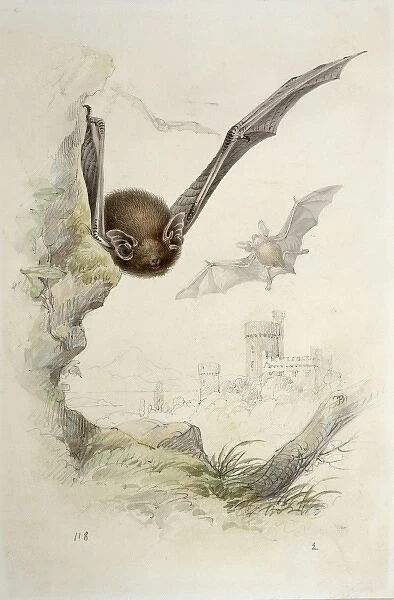 Pipistrellus pipistrellus, common pipistrelle