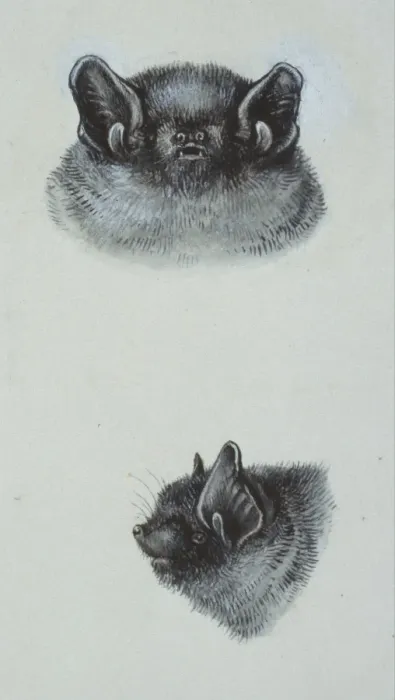 Framed Print : Pipistrellus pipistrellus, common pipistrelle Framed Print : Pipistrellus pipistrellus, common pipistrelle