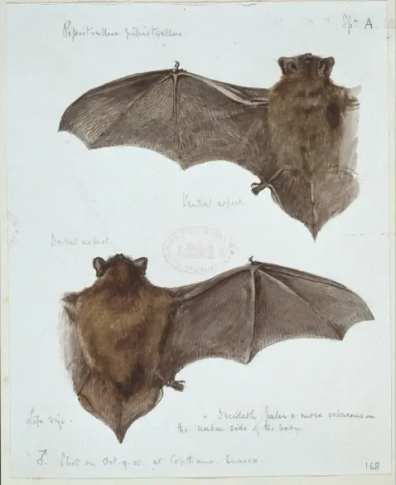Framed Print : Pipistrellus pipistrellus, common pipistrelle Framed Print : Pipistrellus pipistrellus, common pipistrelle