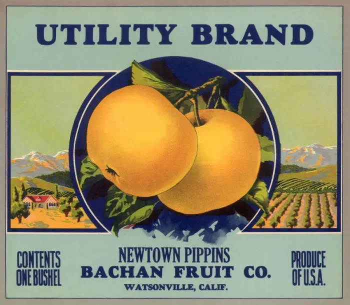 Framed Print : Pippin Apple Label Framed Print : Pippin Apple Label
