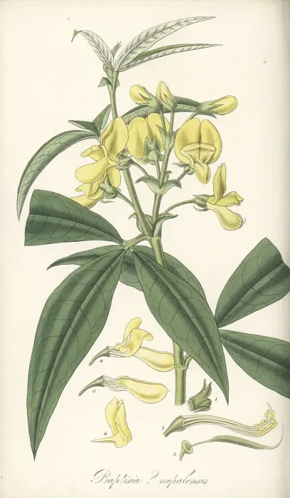 Framed Print : Piptanthus nepalensis Framed Print : Piptanthus nepalensis