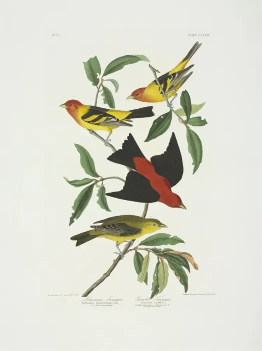 Framed Print : Piranga ludoviciana, western tanager, Piranga olivacea, scar Framed Print : Piranga ludoviciana, western tanager, Piranga olivacea, scar